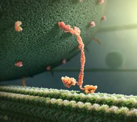 John-Liebler-Kinesin-Protein-Walking (1).jpg