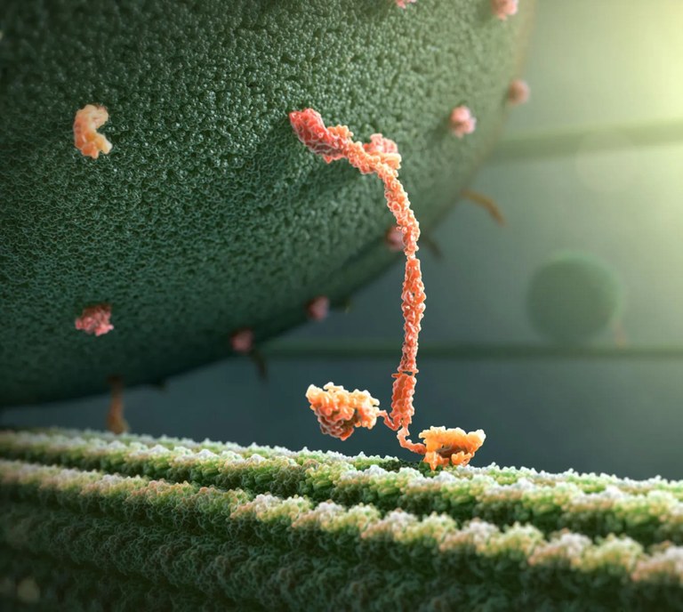 John-Liebler-Kinesin-Protein-Walking (1).jpg